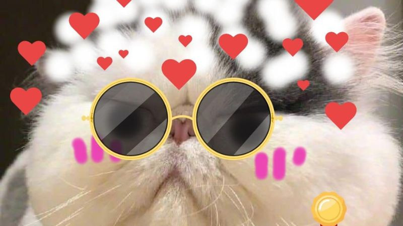 Ảnh mèo meme thể hiện sự khó chịu