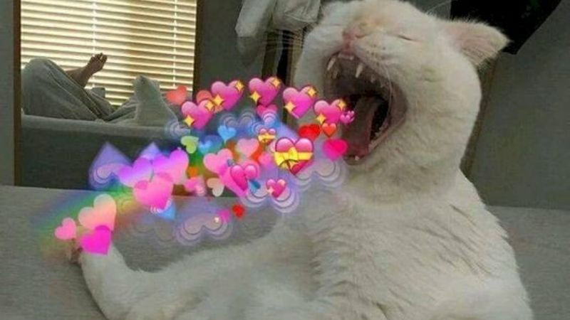 Ảnh mèo meme với ánh mắt lém lỉnh