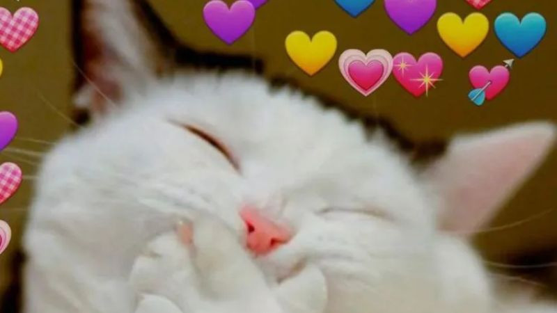 Ảnh mèo meme với biểu cảm suy tư