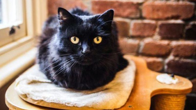 Ảnh mèo mun với bộ lông óng ánh