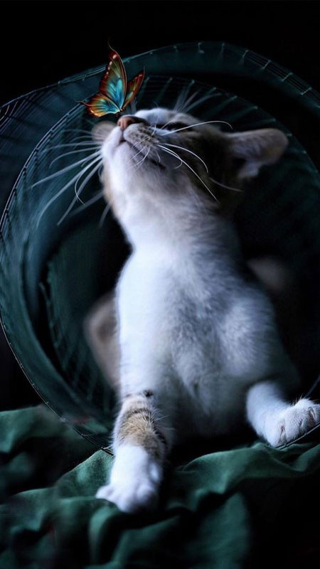 Ảnh mèo ngầu 3D mô phỏng bộ lông mượt mà và dáng nằm uyển chuyển