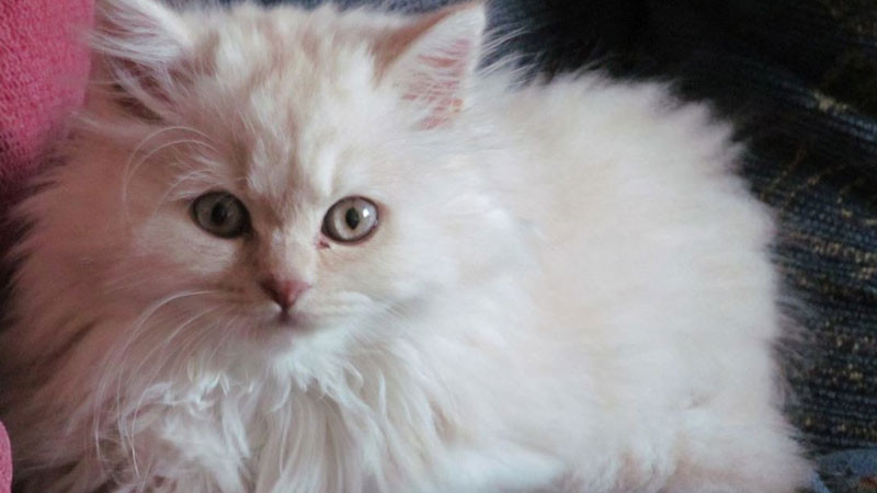 Ảnh mèo ngầu Anh lông dài chụp từ góc thấp, trông rất to lớn và uy quyền