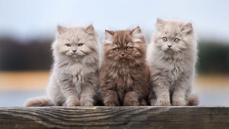 Ảnh mèo ngầu Anh lông dài đang nằm cuộn tròn đầy thư thái