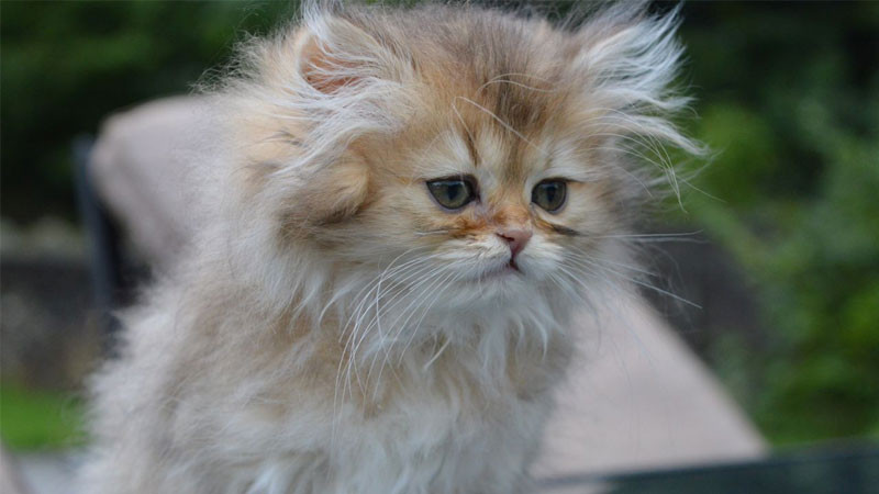 Ảnh mèo ngầu Anh lông dài đang vươn mình tỉnh giấc