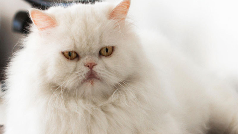 Ảnh mèo ngầu Ba Tư với bộ lông nhiều màu sắc