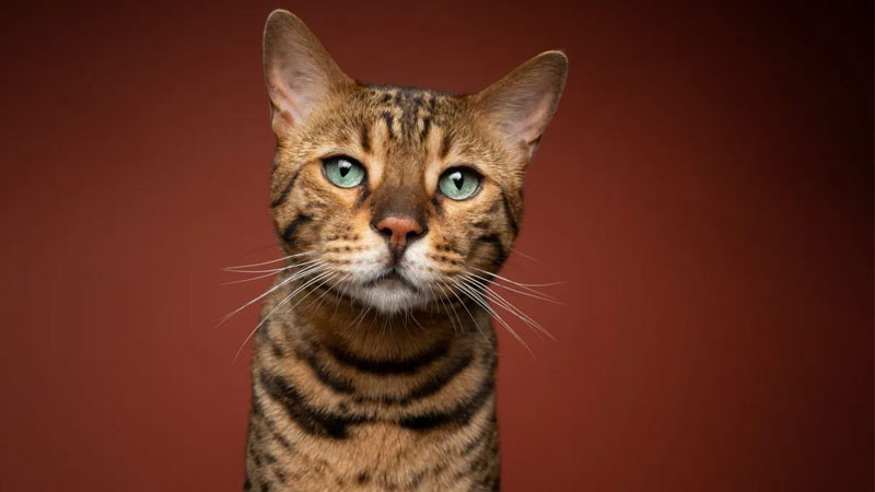 Ảnh mèo ngầu Bengal đang leo trèo trên cây