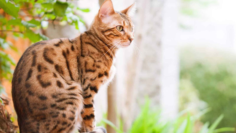 Ảnh mèo ngầu Bengal đang rình mồi trong tư thế sẵn sàng