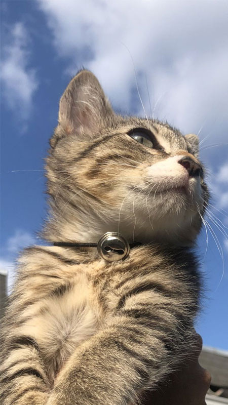 Ảnh mèo ngầu đang nhìn chằm chằm đầy thần thái bí ẩn