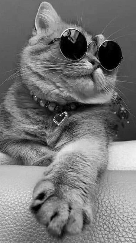 Ảnh mèo ngầu đeo kính cận tròn, như một nhà triết học mèo