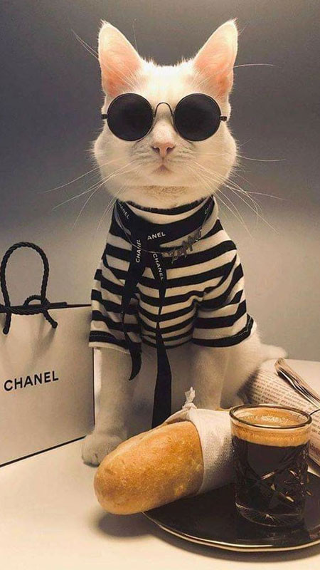 Ảnh mèo ngầu đeo kính đa giác độc đáo