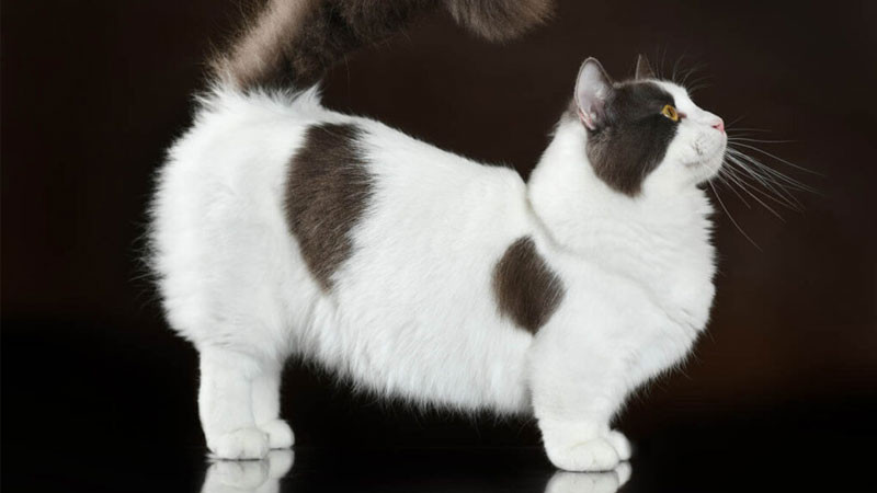 Ảnh mèo ngầu Maine Coon với bộ lông dày và khuôn mặt dữ dằn đáng yêu