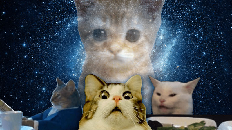 Ảnh mèo ngầu meme chụp từ dưới lên, tạo cảm giác quyền lực