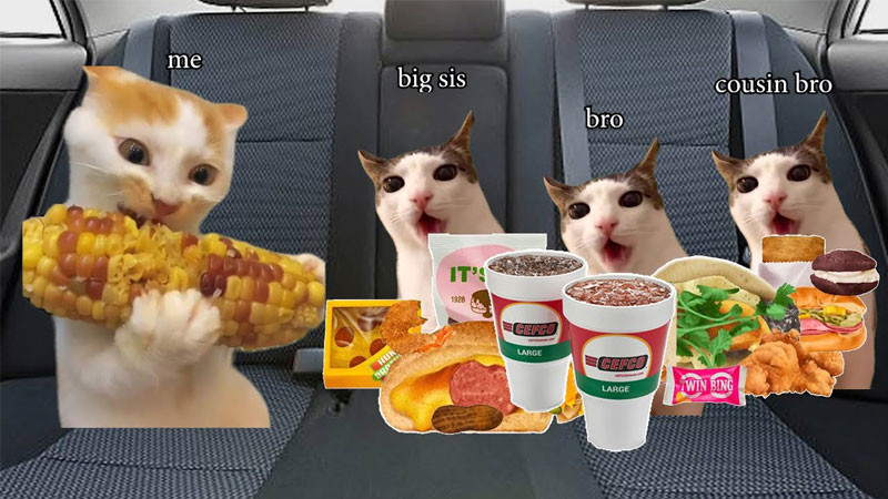 Ảnh mèo ngầu meme đang cố gắng chui vào hộp