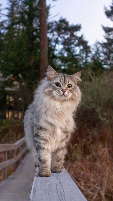 Ảnh mèo ngầu quý tộc đứng cạnh cửa sổ, ánh mắt nhìn xa xăm