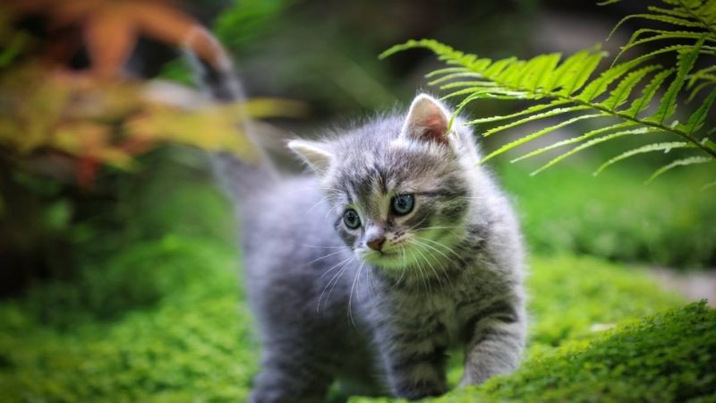 Ảnh mèo ngầu với phụ kiện thời trang