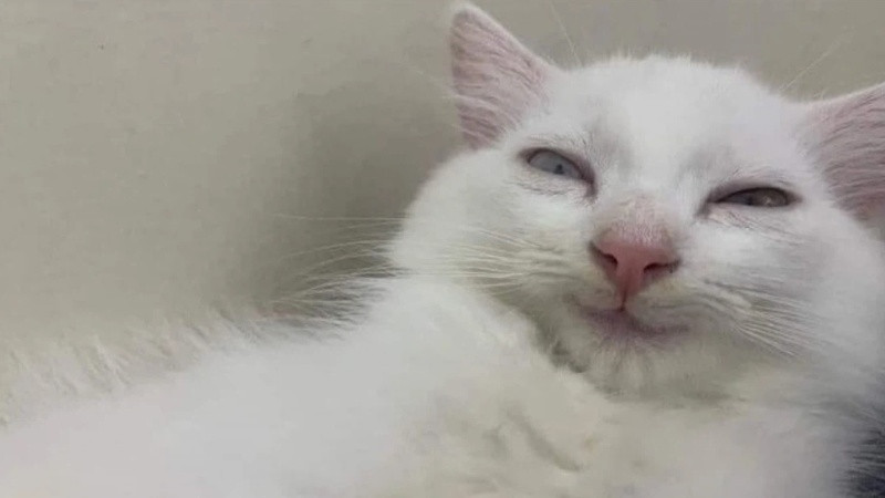 Ảnh mèo &quot;thủ lĩnh&quot; meme với biểu cảm đặc trưng