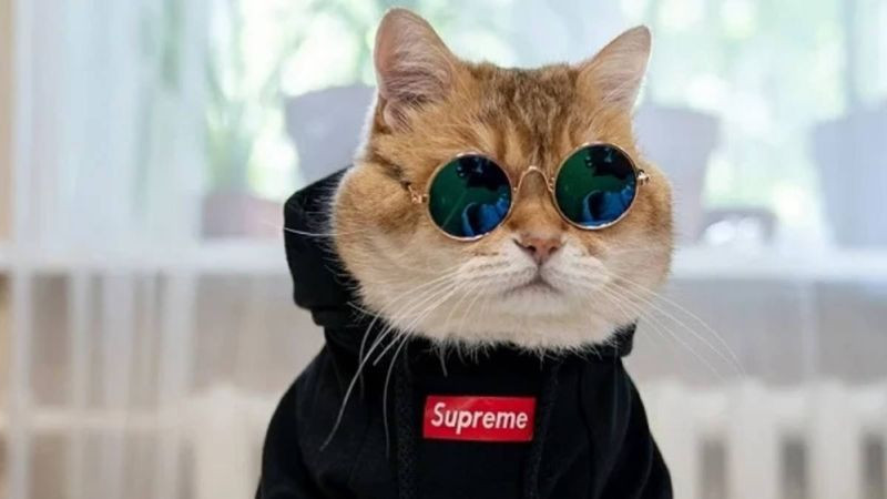 Ảnh mèo với ánh mắt tập trung