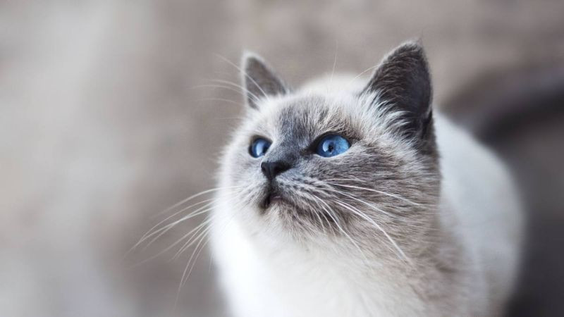 Ảnh mèo với phong thái điềm tĩnh