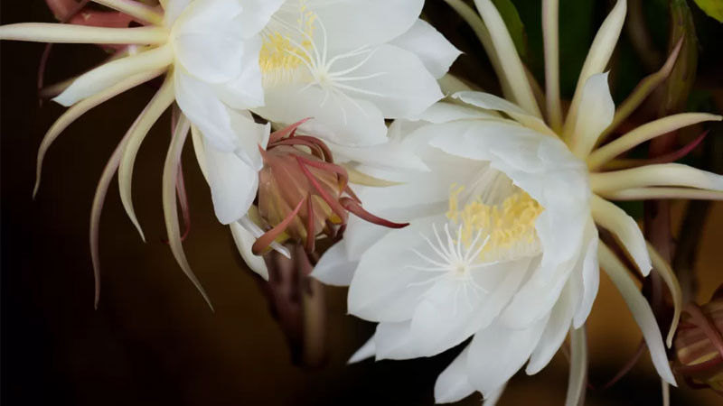 Ảnh một bông hoa độc đáo có cánh xoắn