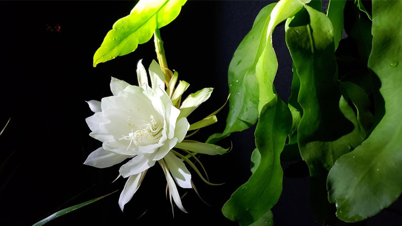 Ảnh một bông hoa độc đáo có cấu trúc lạ