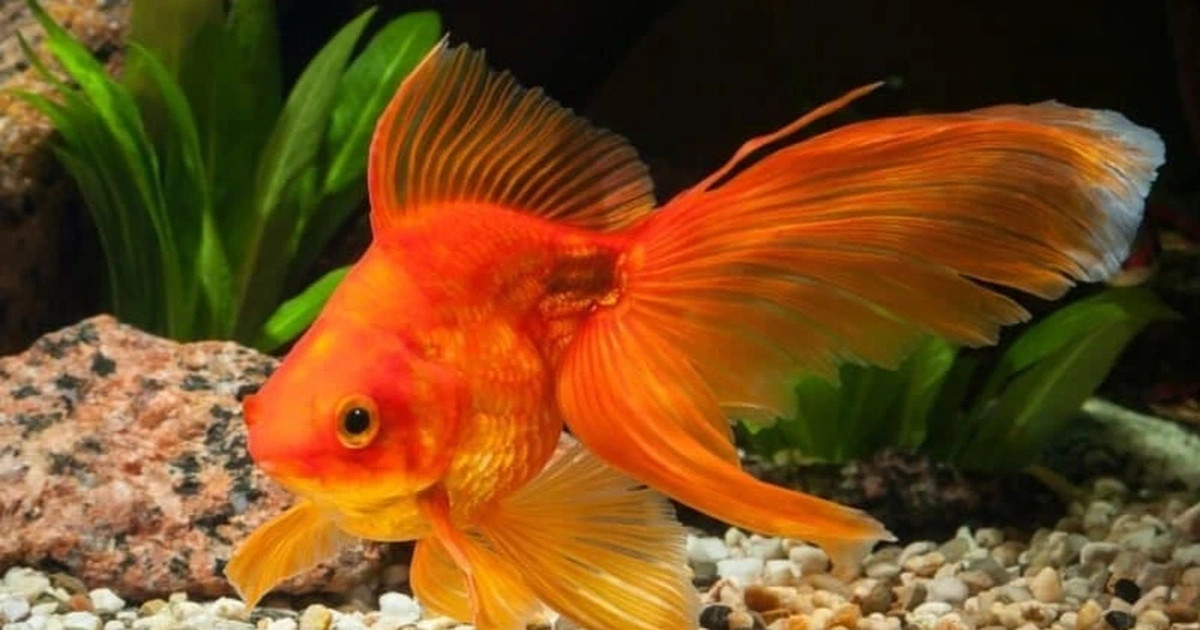 Ảnh một chú cá cảnh màu cam đang bơi tung tăng