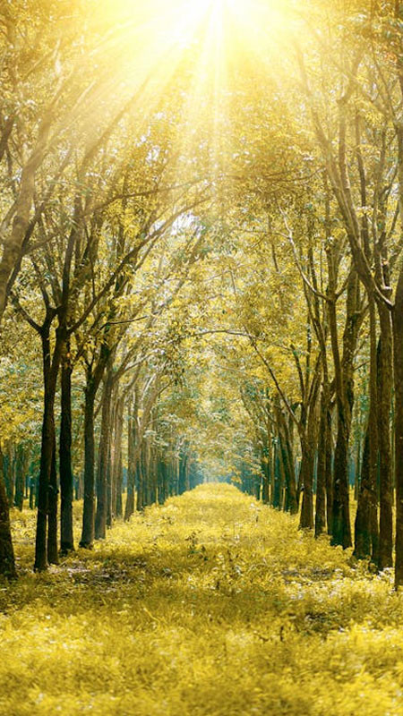 Ánh nắng mặt trời chiếu xuyên qua tán lá rừng xanh mát, tạo hiệu ứng bokeh