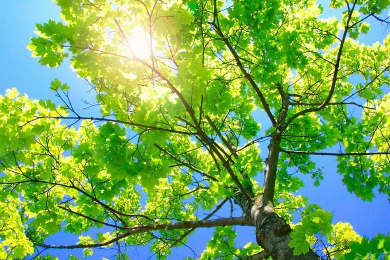 Ánh nắng xuyên qua kẽ lá trong khu rừng yên bình, ảnh cây xanh rừng