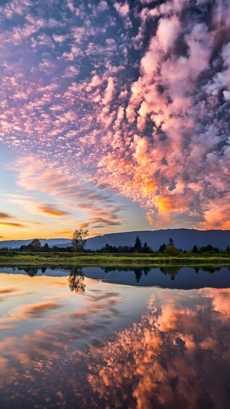 Ảnh nền đẹp 8K cây cổ thụ cô đơn giữa đồng cỏ