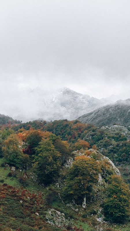 Ảnh nền đẹp 8K con đường xuyên rừng