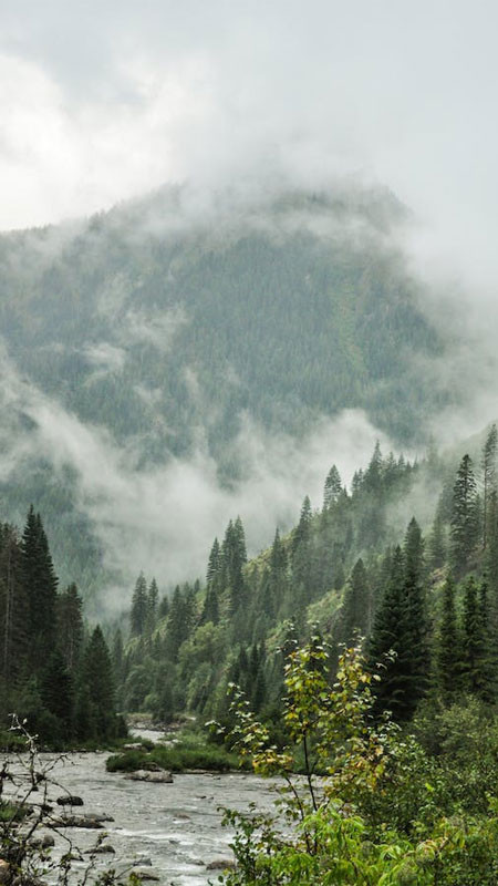 Ảnh nền đẹp 8K rừng cây xanh thẳm