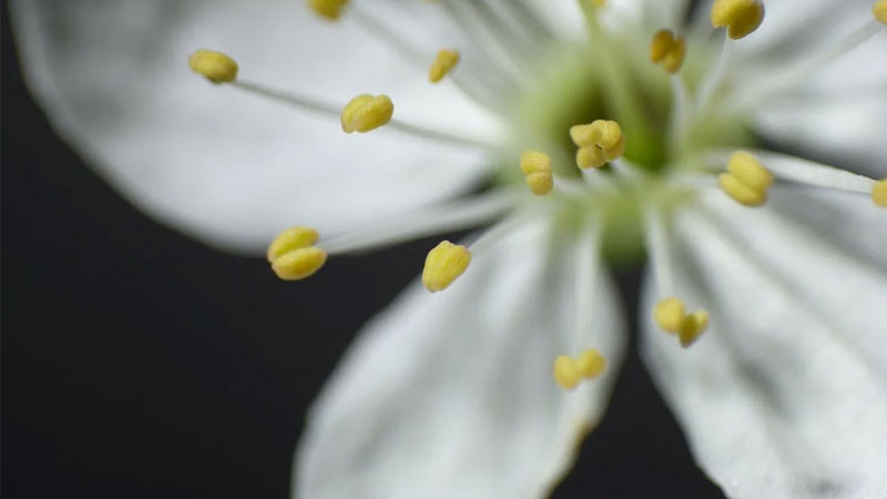 Ảnh nền đẹp bình hoa nghệ thuật