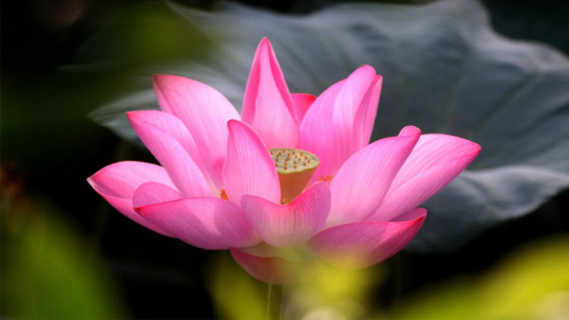 Ảnh nền đẹp cành hoa trắng tinh khôi