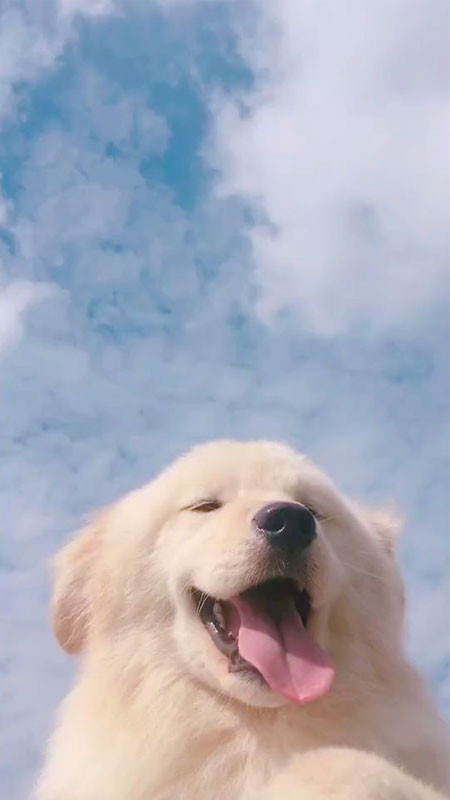 Ảnh nền đẹp cute đàn chó con