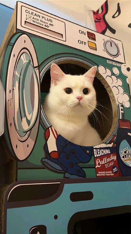 Ảnh nền đẹp cute hình chú chó nhỏ