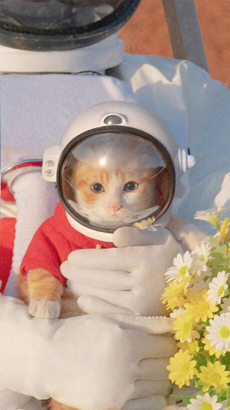 Ảnh nền đẹp cute thú cưng ngộ nghĩnh