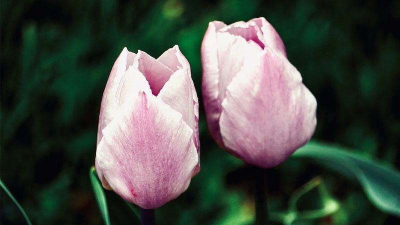 Ảnh nền đẹp hoa anh đào nở rộ