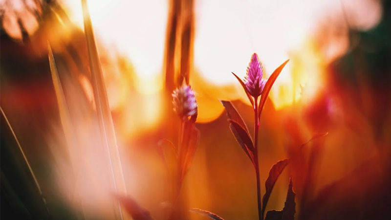 Ảnh nền đẹp hoa dã quỳ vàng rực