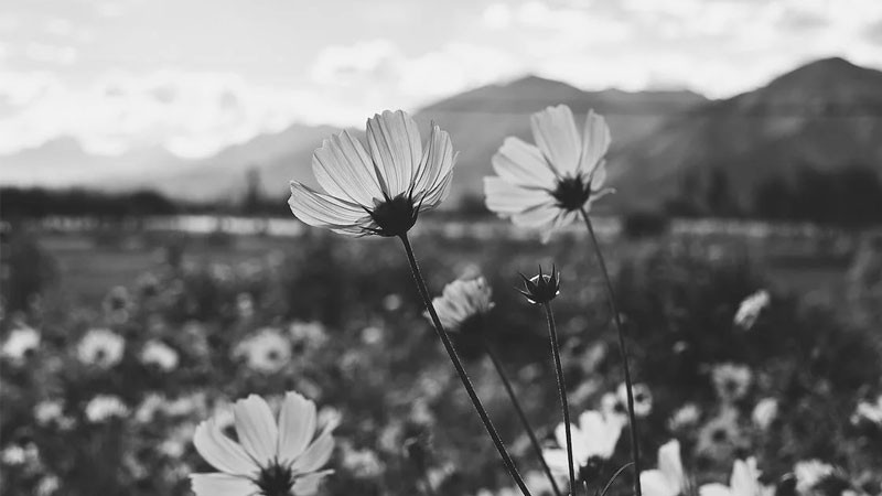 Ảnh nền đẹp hoa sen hồ nước