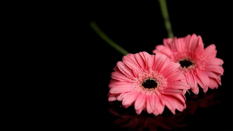 Ảnh nền đẹp hoa tulip đa sắc