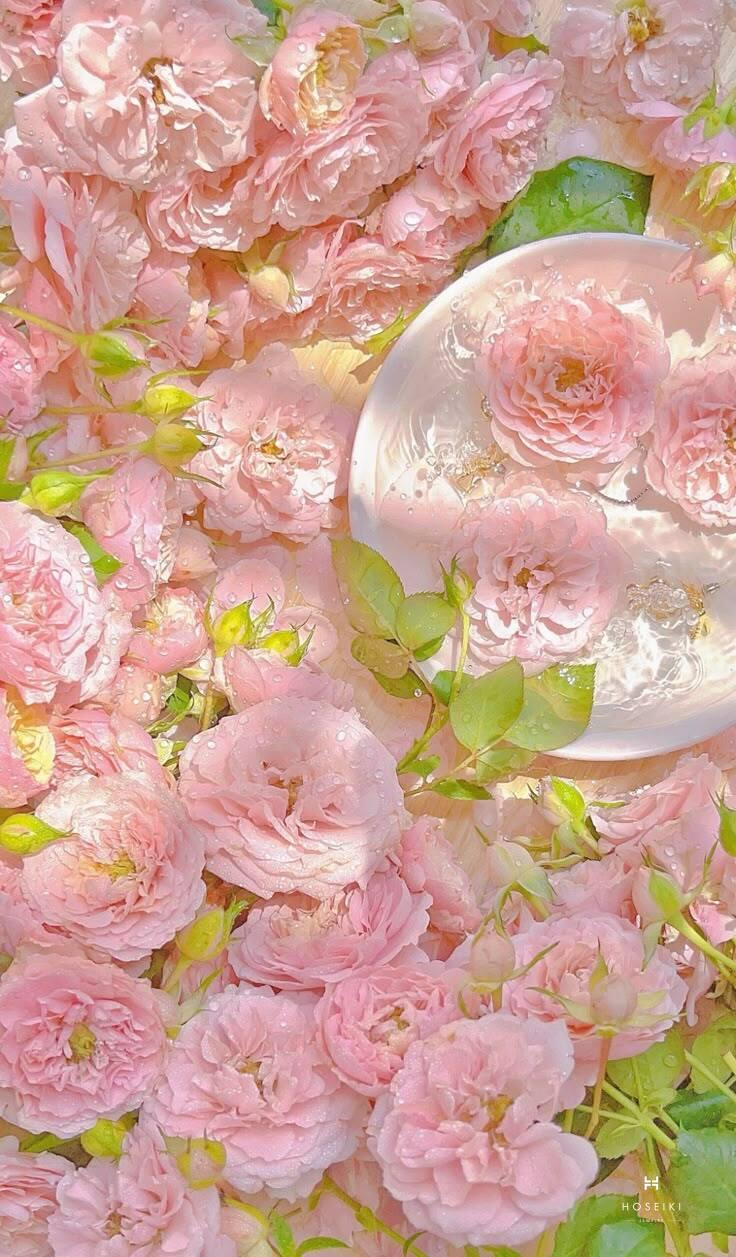 Ảnh nền hoa mẫu đơn trắng tinh khôi mang lại cảm giác thư thái