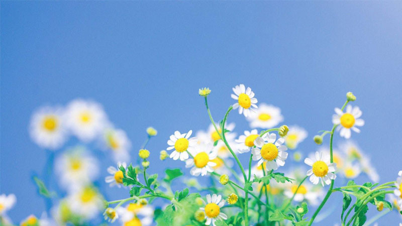 Ảnh nền màu xanh dương chill với không gian mở