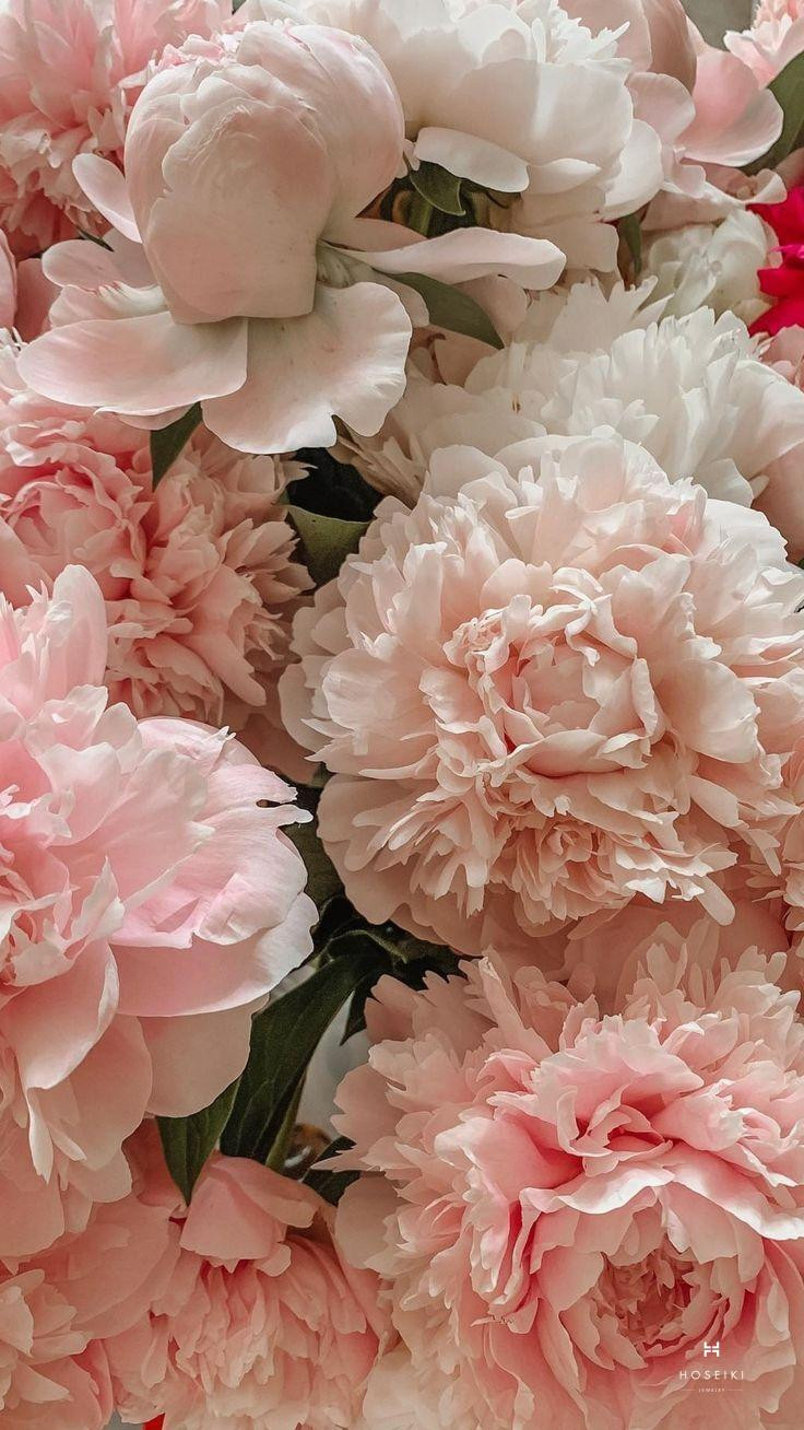 Ảnh nền một bông hoa mẫu đơn tím với cánh mềm mại