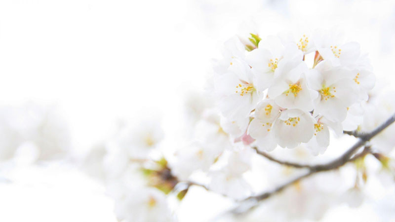 Ảnh nền trắng hoa cúc nhỏ nhắn