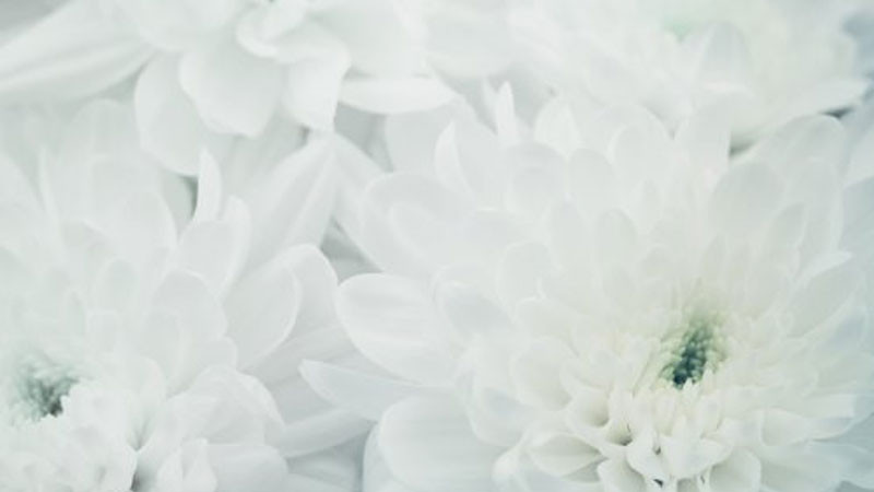 Ảnh nền trắng hoa lá xanh tươi