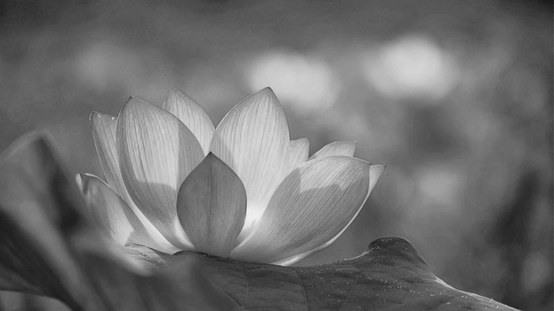 Ảnh nghệ thuật hoa sen trắng đen khắc họa vẻ đẹp trầm mặc