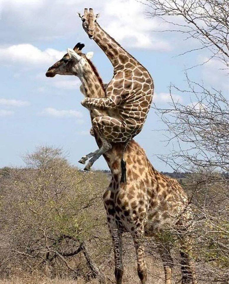 Ánh nhìn ngộ nghĩnh và đáng yêu