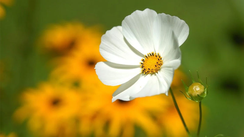 Ảnh nhóm bông hoa cúc dại trắng trên thảm cỏ