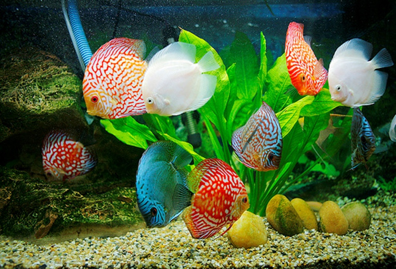 Ảnh những chú cá cảnh bơi trong môi trường bể nước