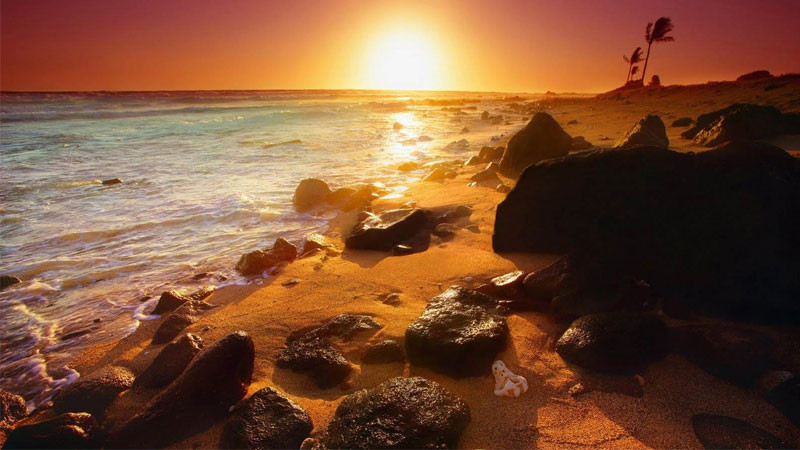 ảnh sad cây cô đơn trong sương