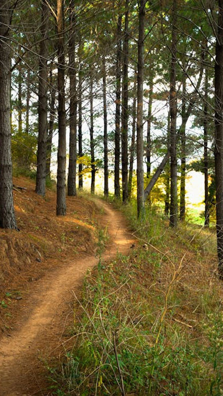 Ánh sáng vàng của mặt trời cuối ngày xuyên qua lá cây trong rừng